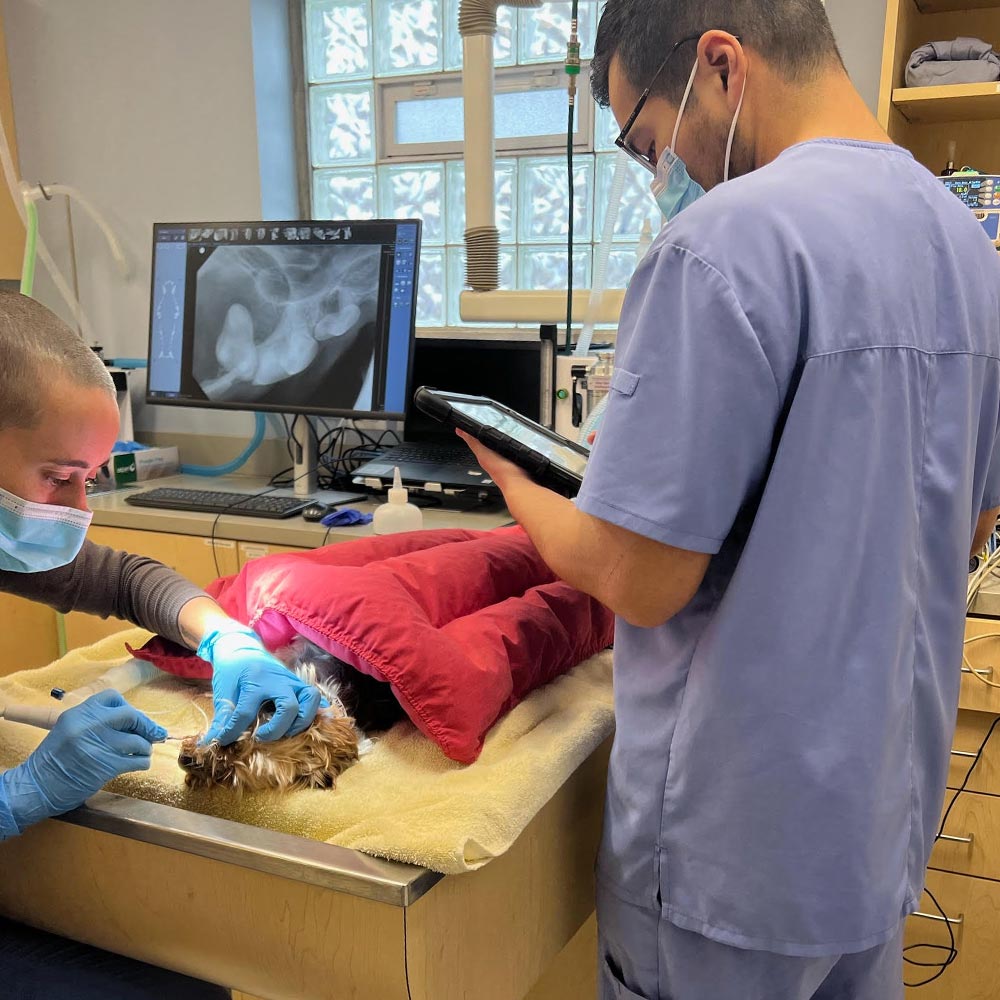 Cat and Dog Teeth Cleaning in Evergreen Park, IL | LePar Animal Hospital