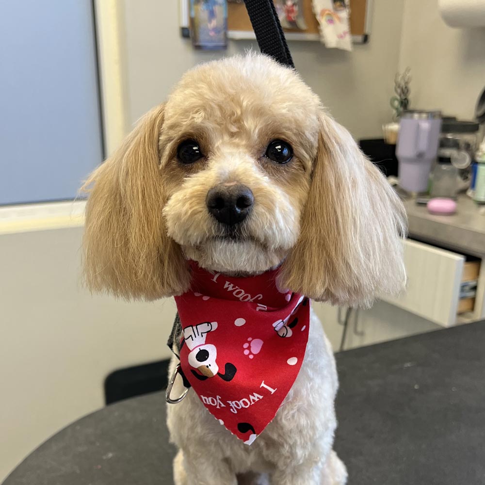 Dog Grooming in Evergreen Park, IL LePar Animal Hospital