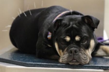 Dog with acupuncture needles