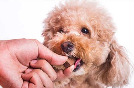 Dog taking heartworm preventative
