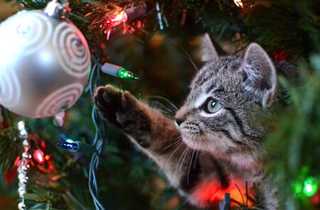 cat under tree