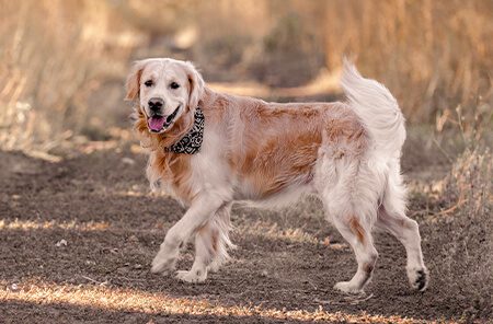dog in field