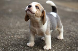 cute puppy with nose up