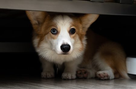 dog hiding under bed