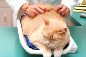 orange-cat-getting-check-up-at-the-vet