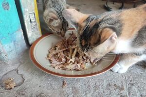 cats eating bones from a plate