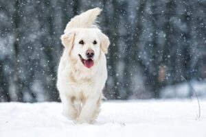 golden retriever outside in the snow