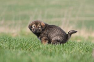 small-brown-and-black-puppy-squatting-to-poop