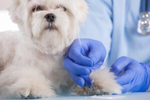 vet-administering-acupuncture-treatment-to-small-dog-in-clinic