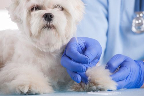 vet-administering-acupuncture-treatment-to-small-dog-in-clinic