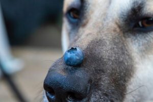 cute-dog-with-blueberry-on-his-nose