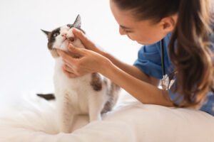 vet-nurse-checking-cat's-teeth-at-clinic