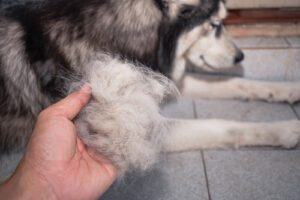 owner-holding-clump-of-dog-hair-in-their-hand-from-siberian-husky-dog