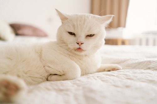 white-scottish-cat-laying-on-the-couch-while-drooling