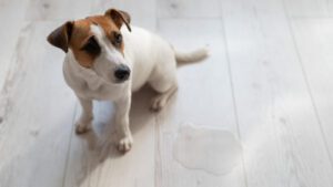 jack-russell-terrier-dog-sitting-next-to-puddle-on-the-floor