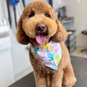Brown Dog With Handkerchief