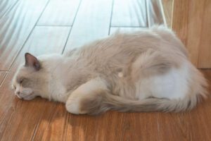 sleeping-cat-laying-on-wooden-tile-floor