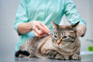 vet-administering-vaccine-to-gray-cat