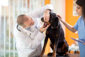 vet-examining-dog's-mouth-at-clinic