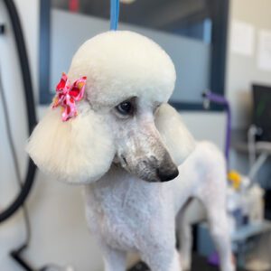 Poodle With Bow