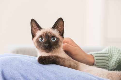 cat-laying-in-owner's-lap-while-being-pet