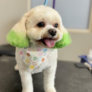 White Dog Green Ears