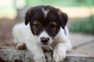 puppy-laying-near-the-dirt-eating-dirt-and-grass