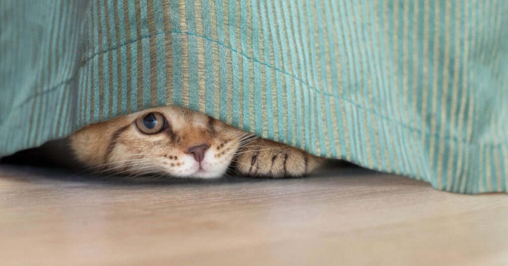 cat hiding under curtain