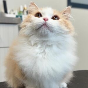 cat with orange and white long-haired fur sitting on table and looking up