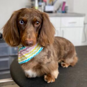 dachshund with heterochromia standing on table wearing bandana with rainbow chevron pattern following grooming session