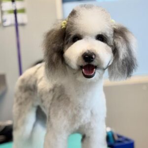 happy goldendoodle standing on teal mat after getting haircut