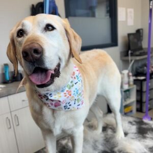 Happy Dog Standing On Grooming Table