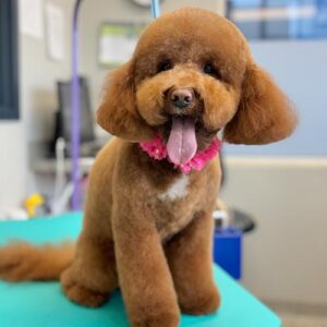 Happy Groomed Dog