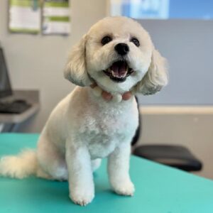 small happy dog with white fur sitting on teal mat following grooming session