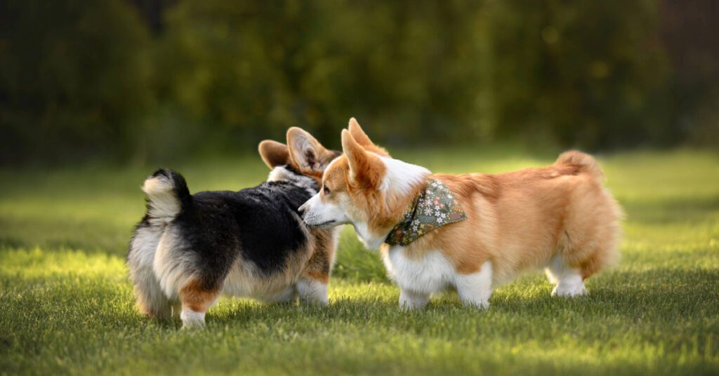 two corgi dogs sniffing each other at the park