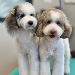 Two Doodles Standing On Teal Mat