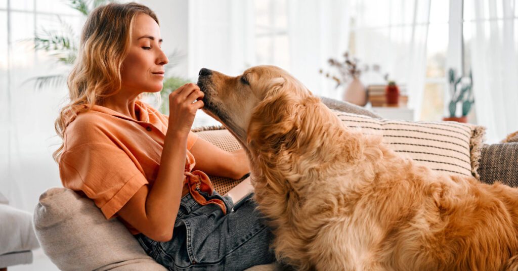 female owner sitting with golden retriever dog on her lap at home