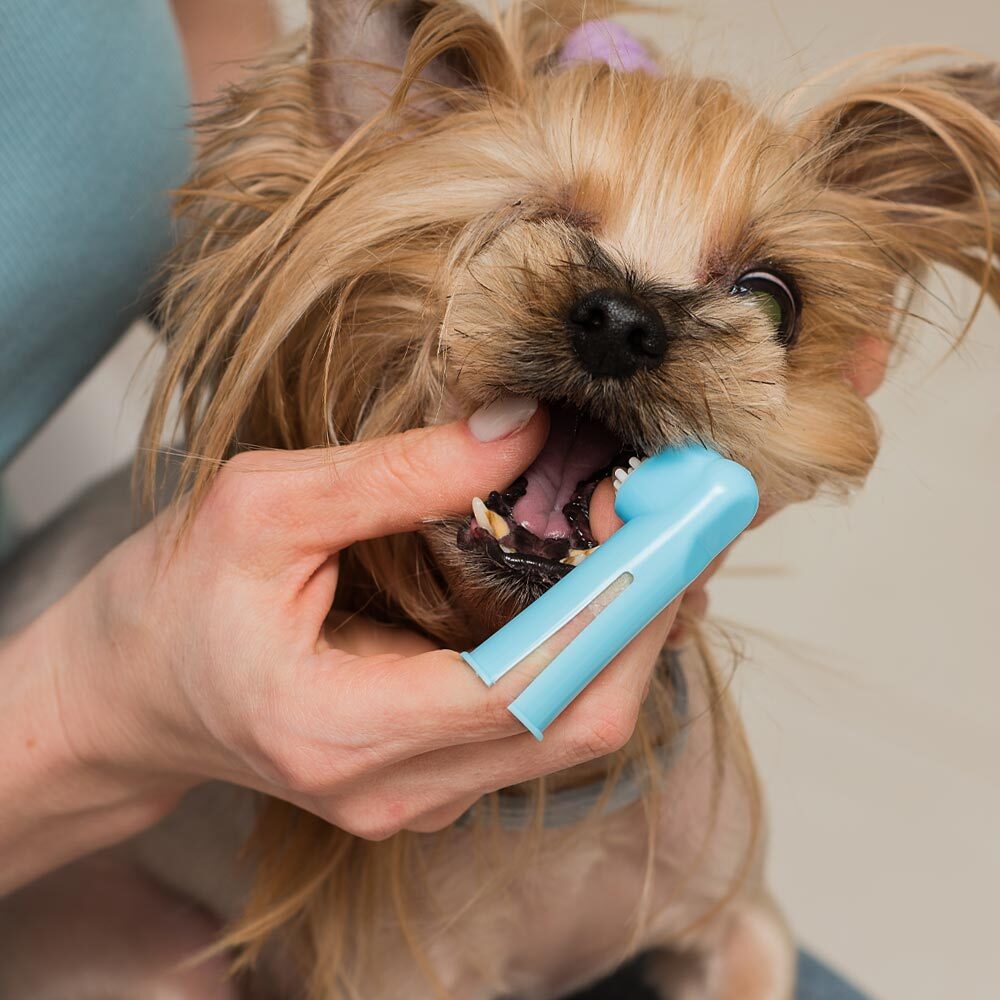 Brushing Dogs Teeth At Home