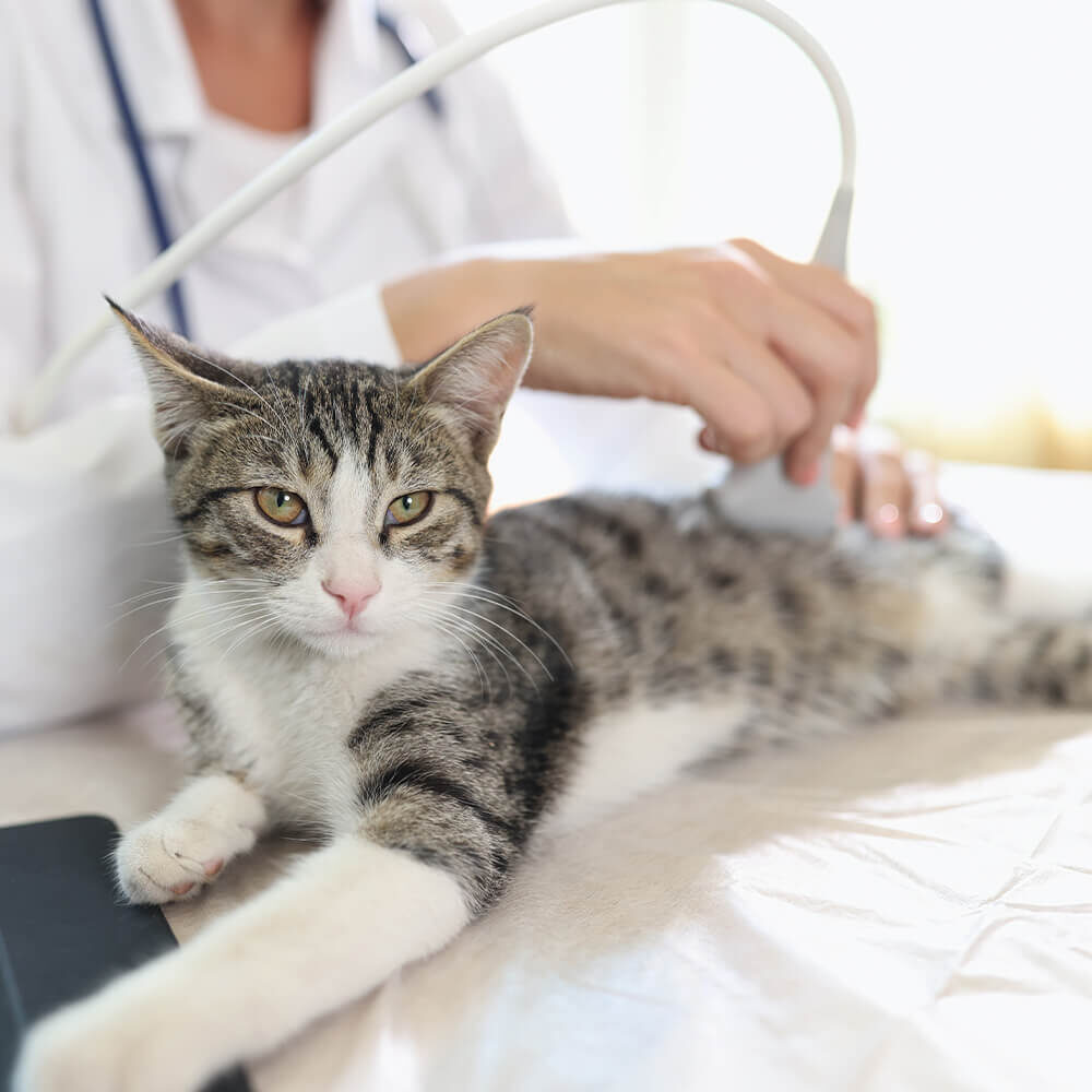 Cat Getting Ultrasound