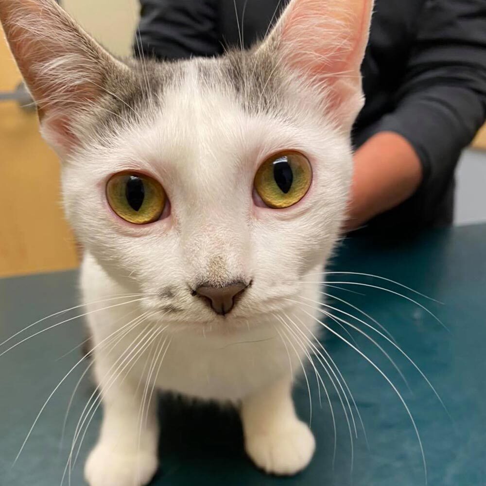 Close Up White And Grey Cat