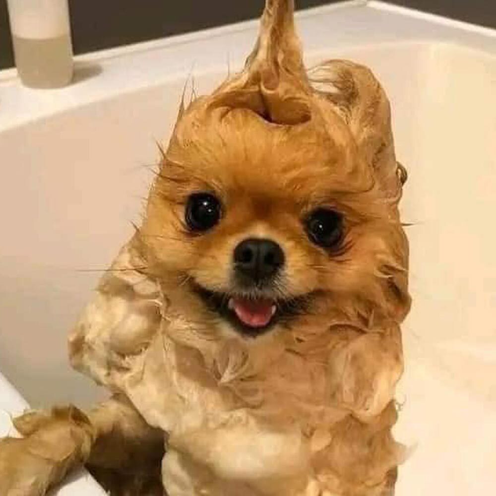 Dog In Bath