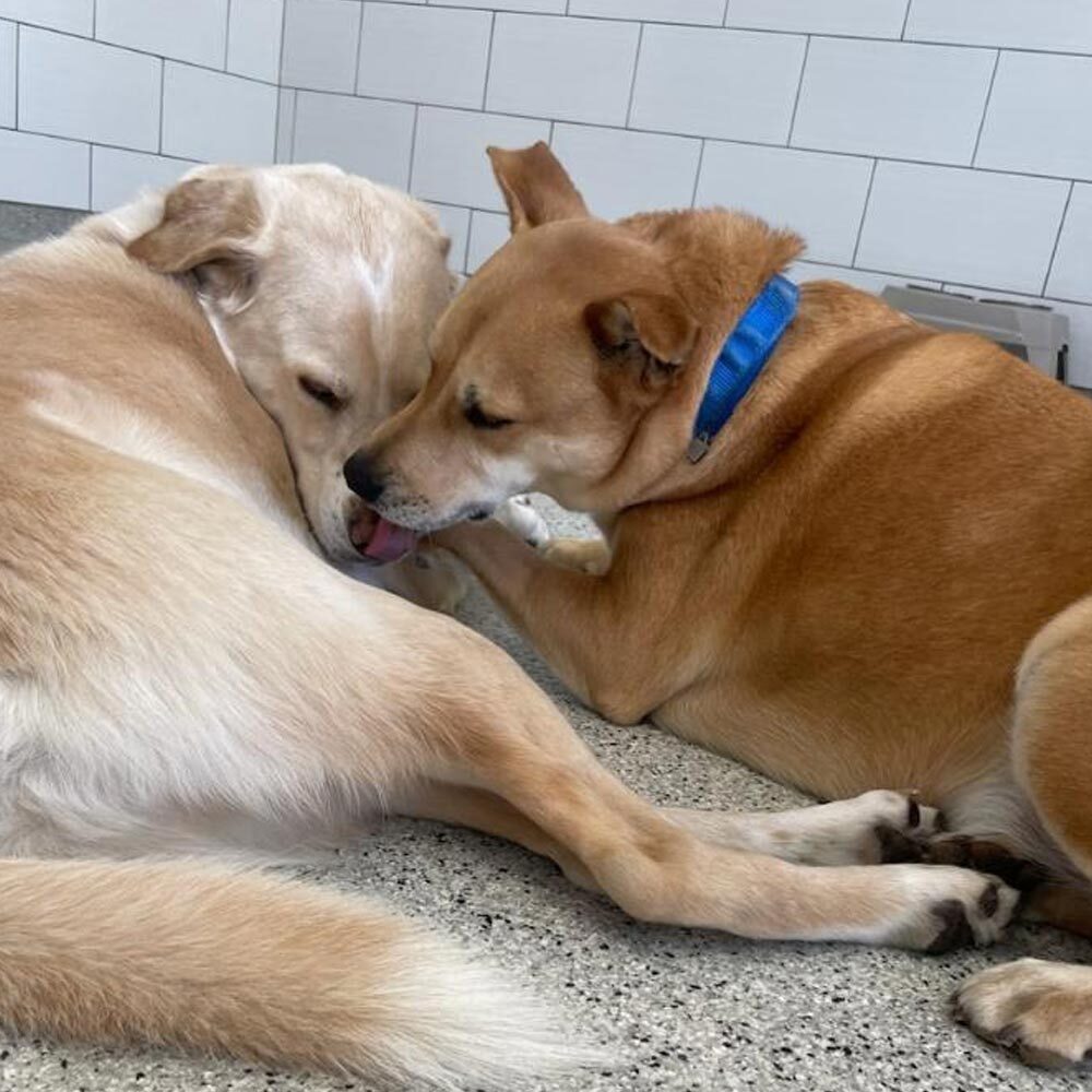 Dog Licking Other Dog On Nose