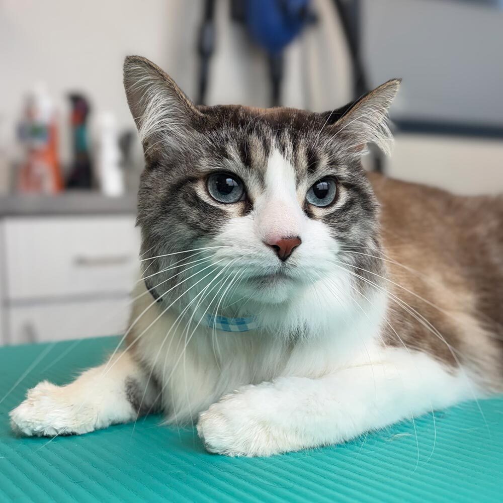 grey and white striped tabby cat with medium-long hair sitting on teal mat